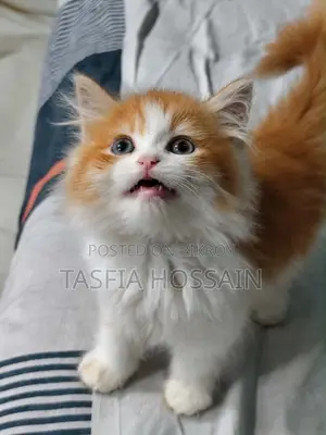 1-3 months Male Purebred Persian