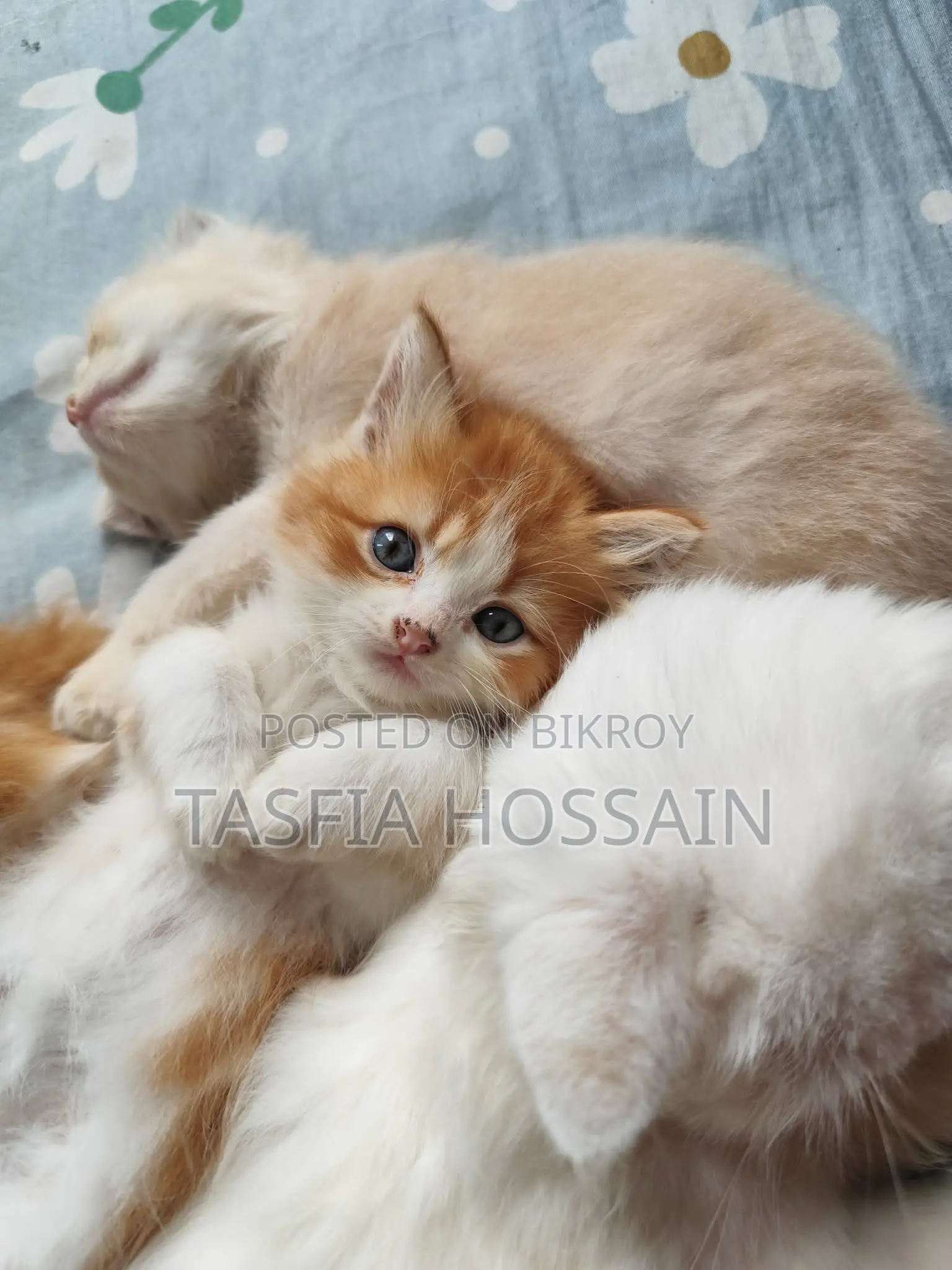1-3 months Male Purebred Persian