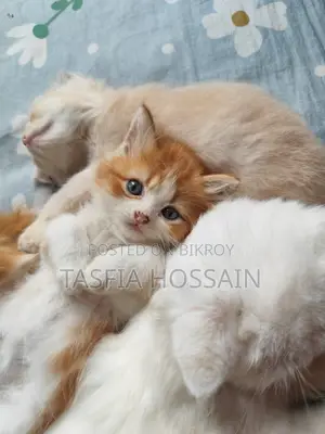 1-3 months Male Purebred Persian