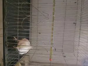 Taliking Runing Cocatel Male