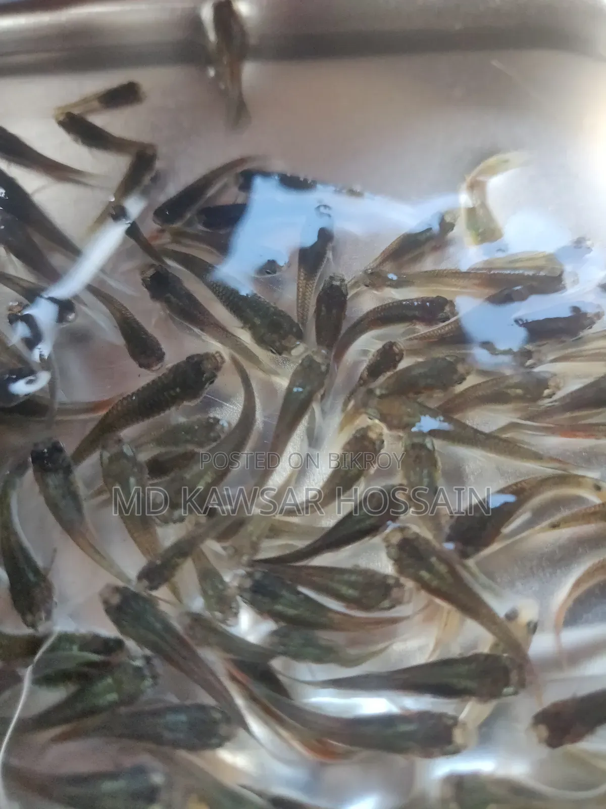 স্বাস্থ্যকর ও কালারফুল মিক্সড গাপ্পি মাছ (Guppy Fish) বিক্রয়