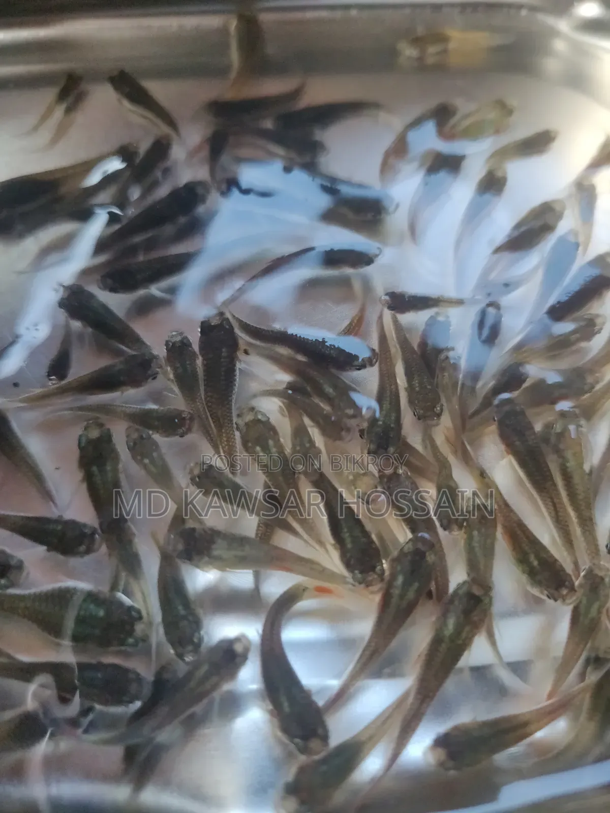 স্বাস্থ্যকর ও কালারফুল মিক্সড গাপ্পি মাছ (Guppy Fish) বিক্রয়