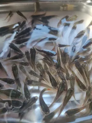 স্বাস্থ্যকর ও কালারফুল মিক্সড গাপ্পি মাছ (Guppy Fish) বিক্রয়