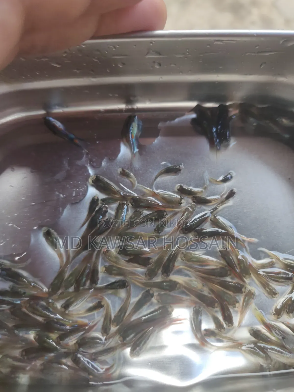স্বাস্থ্যকর ও কালারফুল মিক্সড গাপ্পি মাছ (Guppy Fish) বিক্রয়
