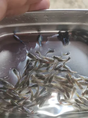 স্বাস্থ্যকর ও কালারফুল মিক্সড গাপ্পি মাছ (Guppy Fish) বিক্রয়