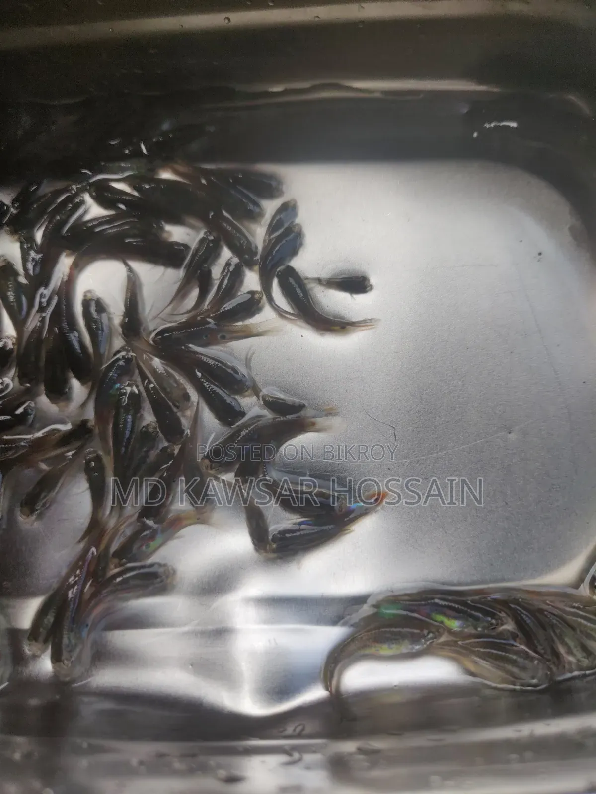 স্বাস্থ্যকর ও কালারফুল মিক্সড গাপ্পি মাছ (Guppy Fish) বিক্রয়