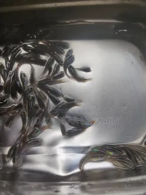 স্বাস্থ্যকর ও কালারফুল মিক্সড গাপ্পি মাছ (Guppy Fish) বিক্রয়