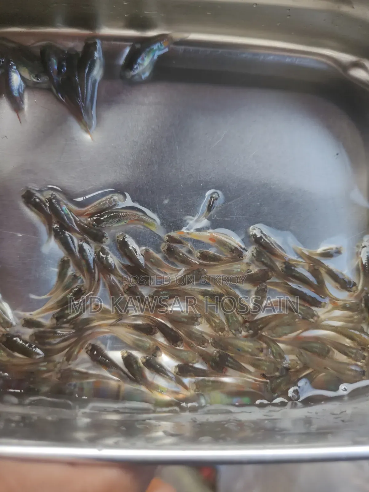 স্বাস্থ্যকর ও কালারফুল মিক্সড গাপ্পি মাছ (Guppy Fish) বিক্রয়