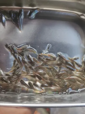স্বাস্থ্যকর ও কালারফুল মিক্সড গাপ্পি মাছ (Guppy Fish) বিক্রয়
