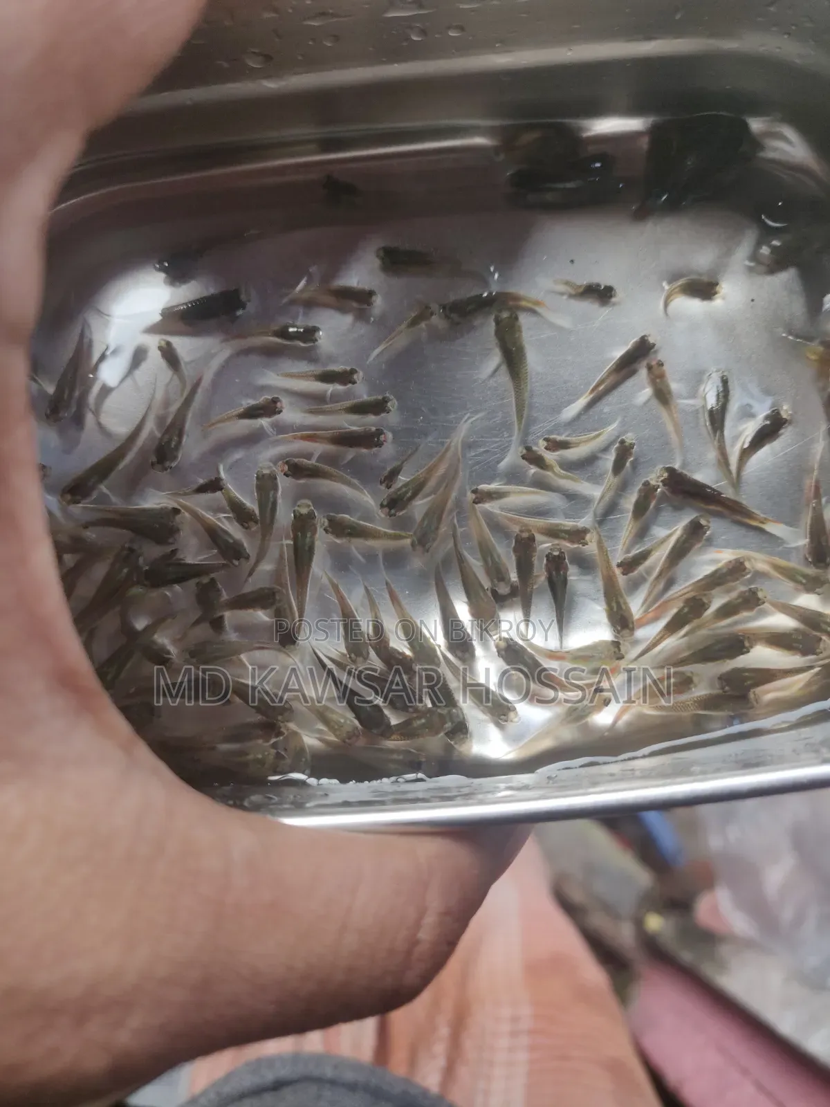 স্বাস্থ্যকর ও কালারফুল মিক্সড গাপ্পি মাছ (Guppy Fish) বিক্রয়