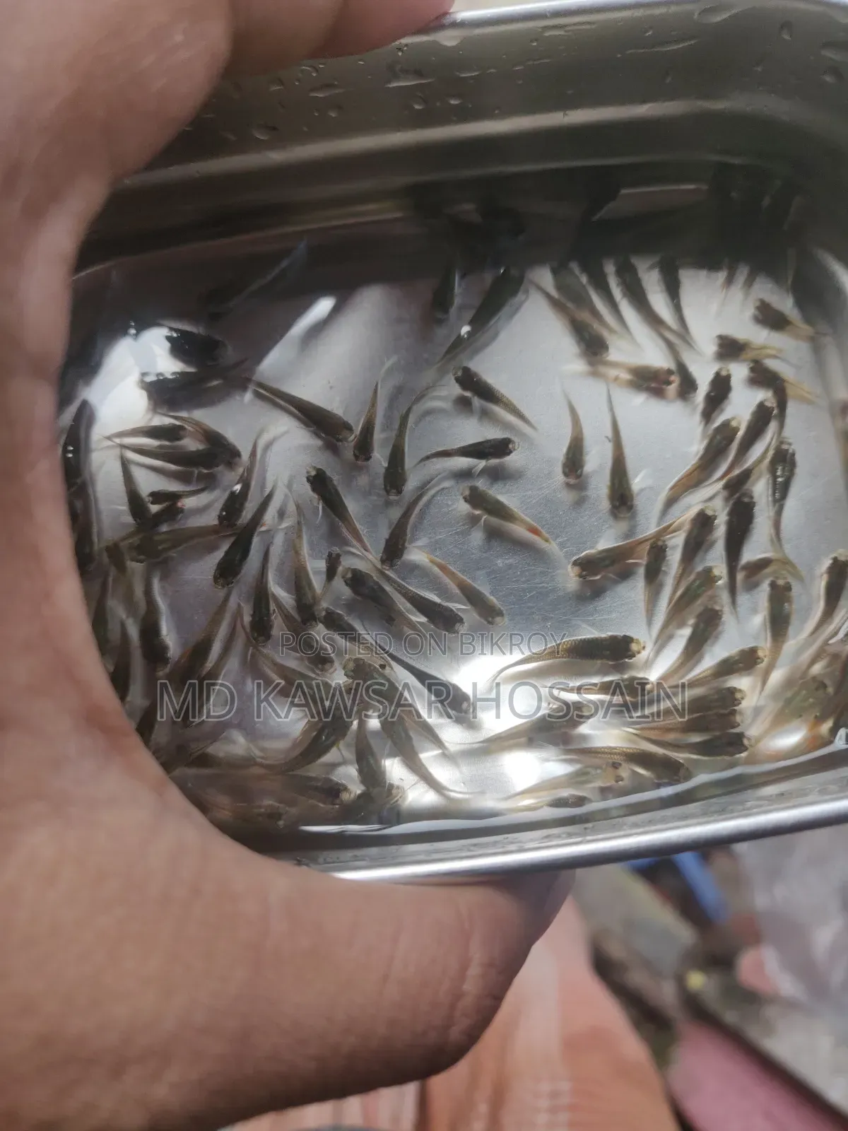 স্বাস্থ্যকর ও কালারফুল মিক্সড গাপ্পি মাছ (Guppy Fish) বিক্রয়