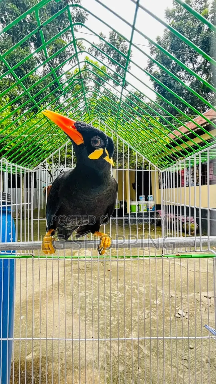 কথা বলা ময়না পাখি