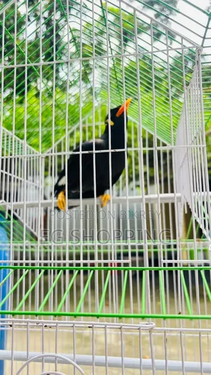 কথা বলা ময়না পাখি
