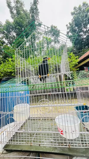 কথা বলা ময়না পাখি