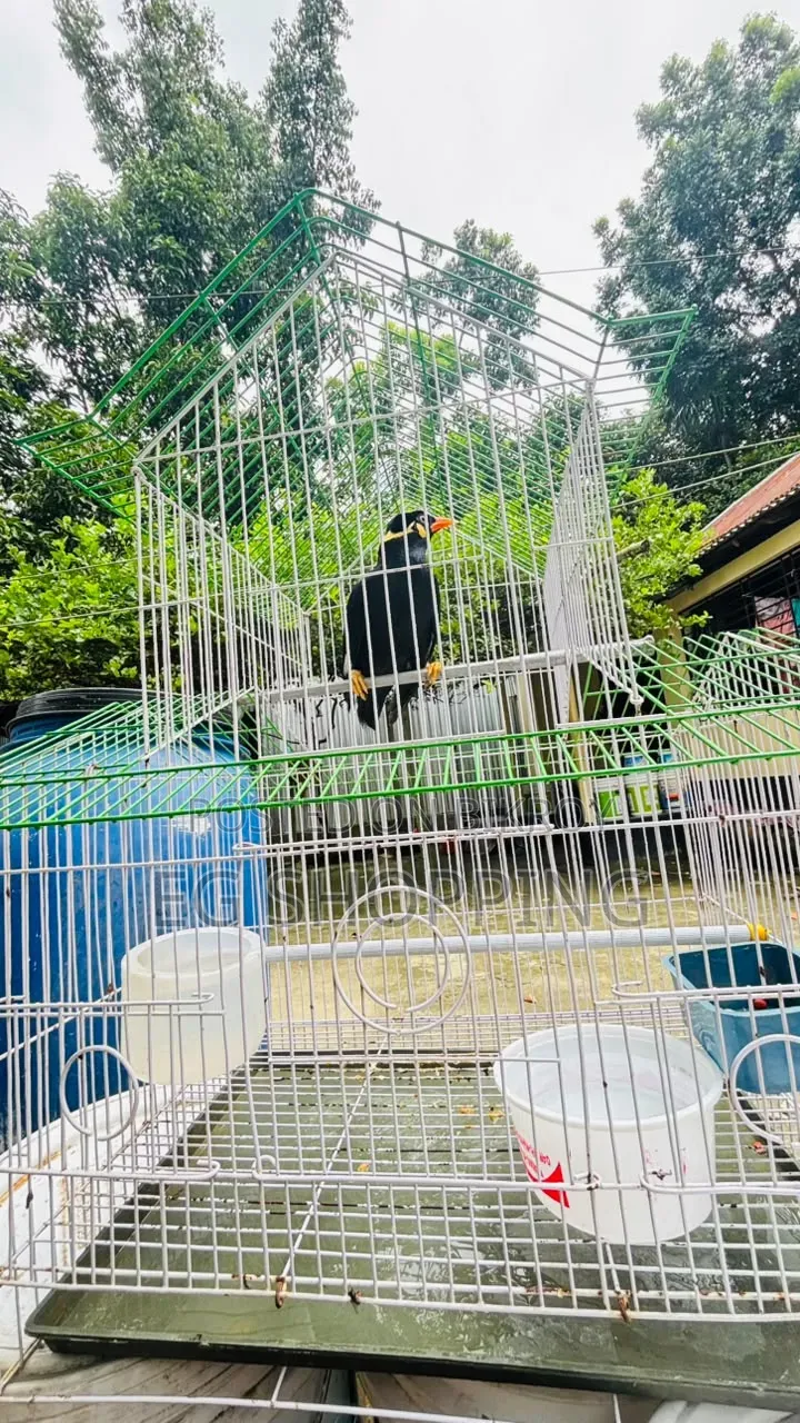 কথা বলা ময়না পাখি
