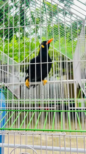 কথা বলা ময়না পাখি