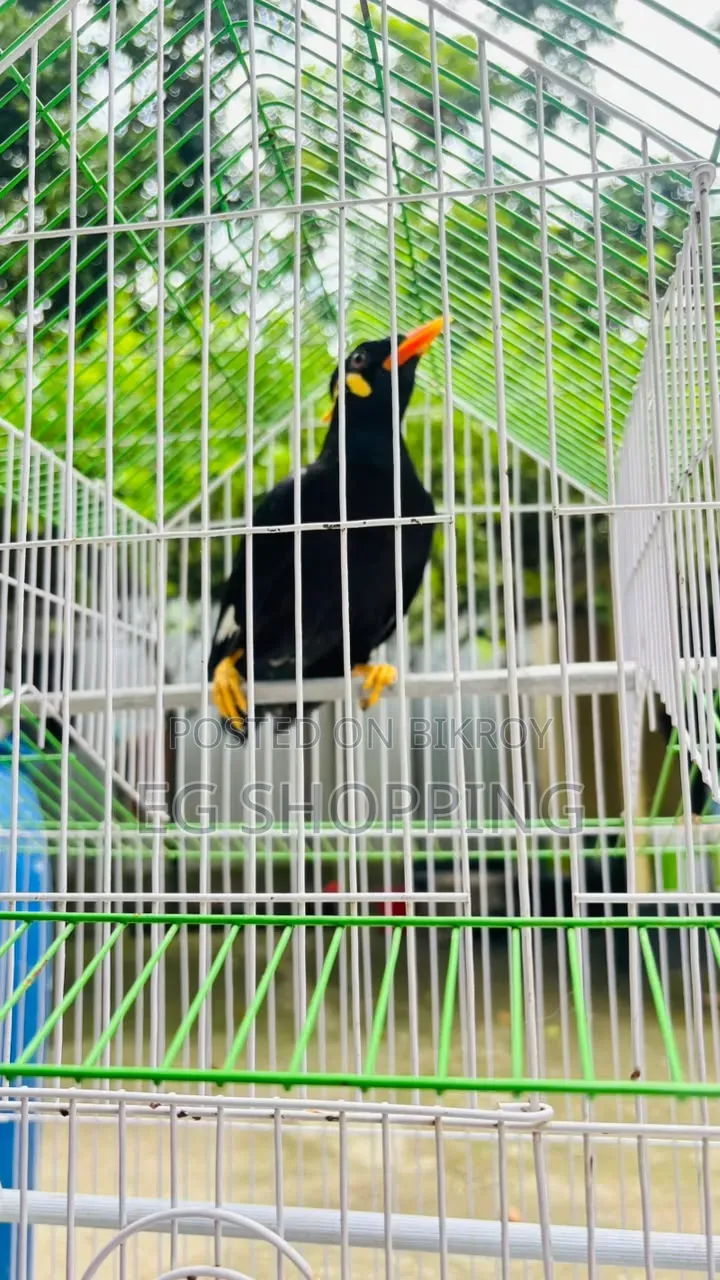 কথা বলা ময়না পাখি