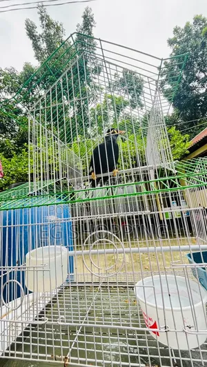 কথা বলা ময়না পাখি