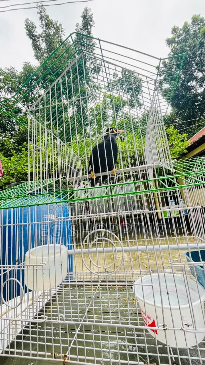 কথা বলা ময়না পাখি