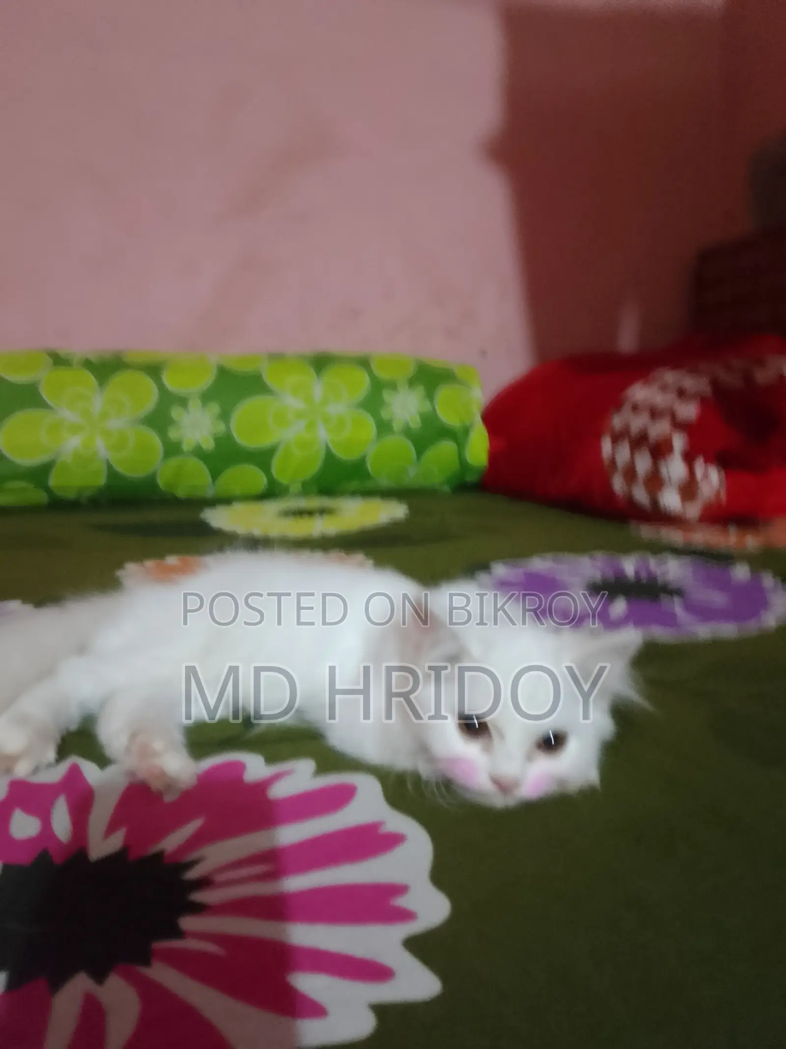 3-6 months Female Purebred Persian