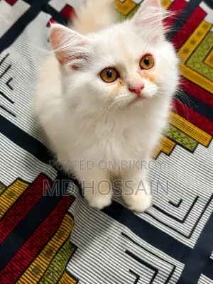 ১-৩ মাসের খাঁটি পার্সিয়ান মাদি বিড়াল