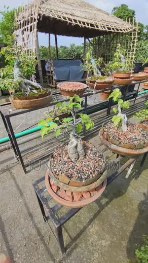 Bonsai Tree