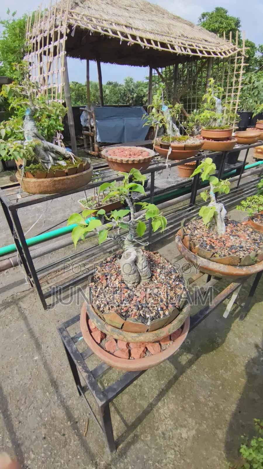Bonsai Tree