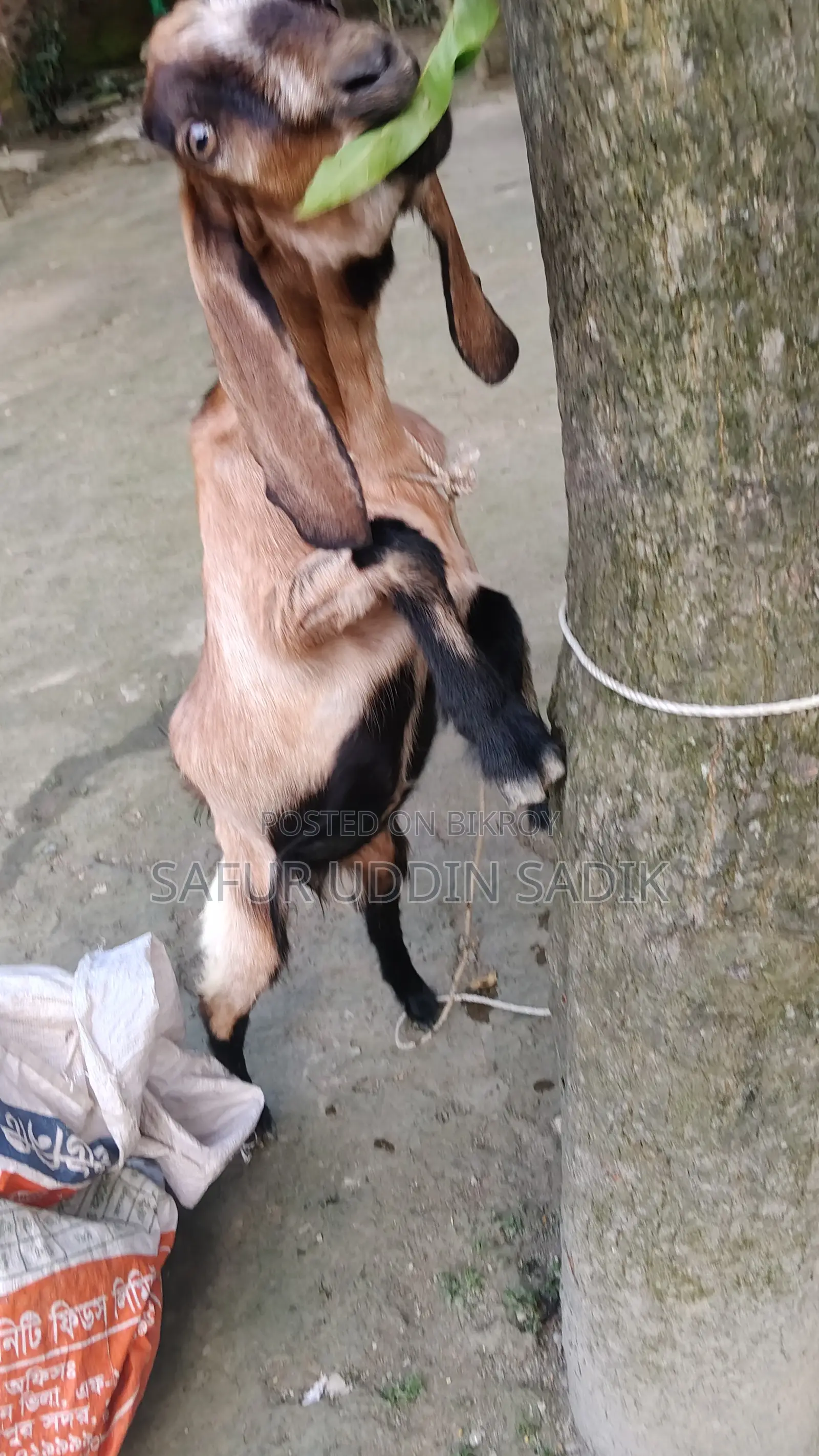 যমুনাপাড়ি ছাগল