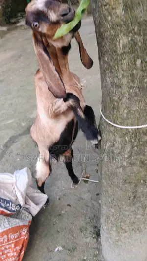 যমুনাপাড়ি ছাগল