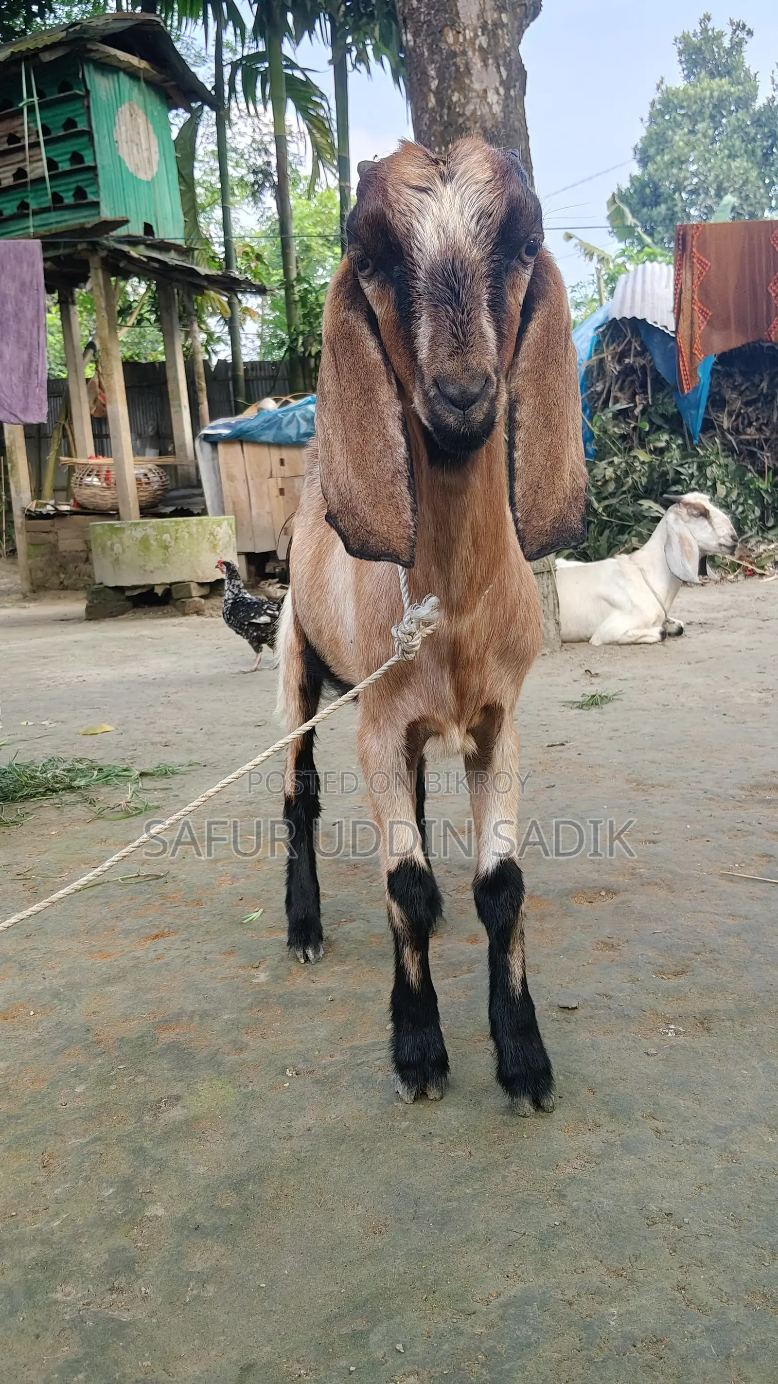 যমুনাপাড়ি ছাগল