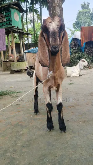 যমুনাপাড়ি ছাগল