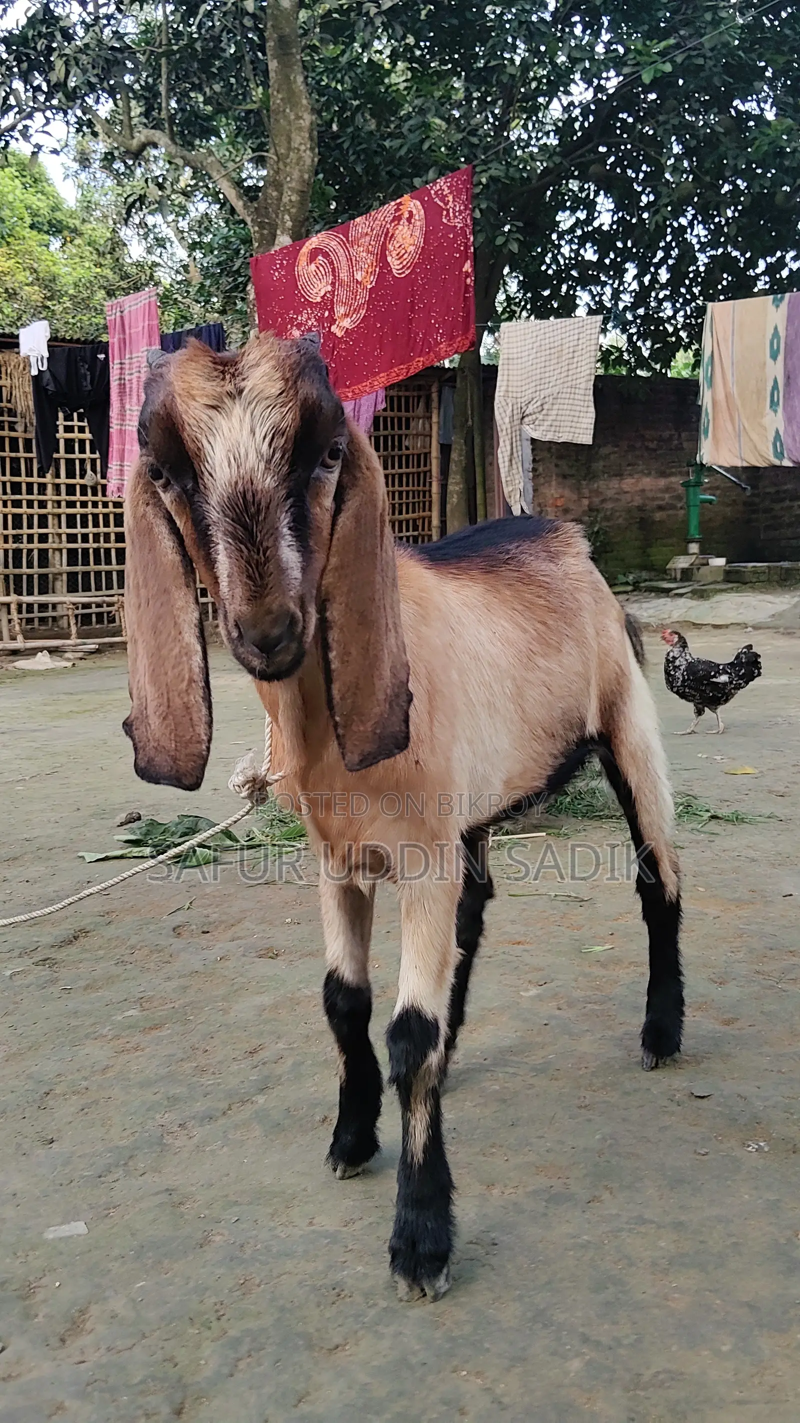 যমুনাপাড়ি ছাগল