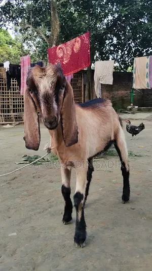 যমুনাপাড়ি ছাগল