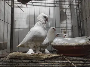 কাজ্জি কবুতর বিক্রি