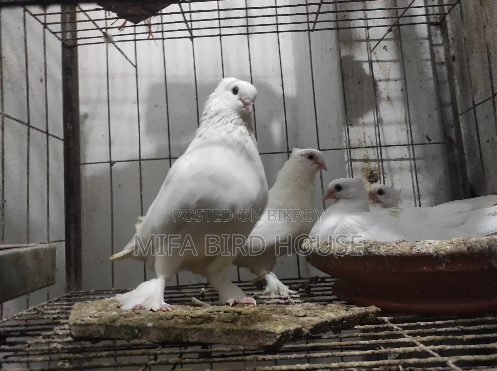 কাজ্জি কবুতর বিক্রি