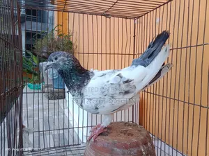 পুরান জাতের র পাংকি নর বিক্রি হবে
