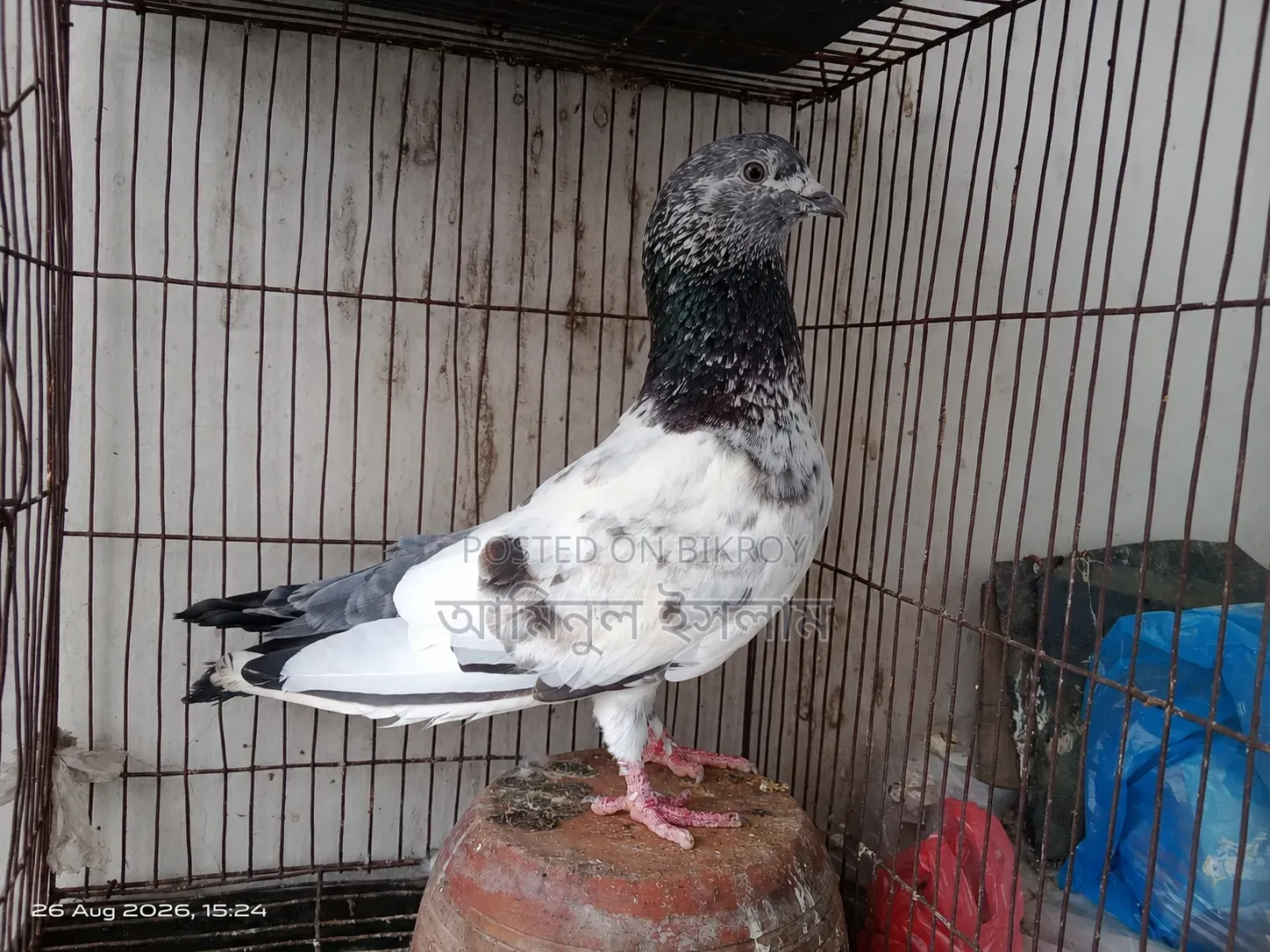পুরান জাতের র পাংকি নর বিক্রি হবে