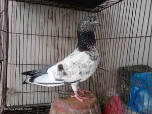 পুরান জাতের র পাংকি নর বিক্রি হবে