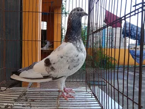 পুরান জাতের র পাংকি নর বিক্রি হবে