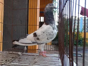 পুরান জাতের র পাংকি নর বিক্রি হবে