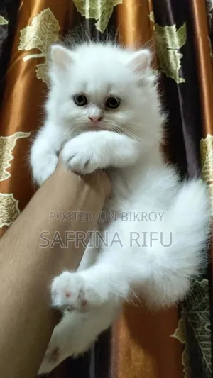 1-3 months Female Purebred Persian