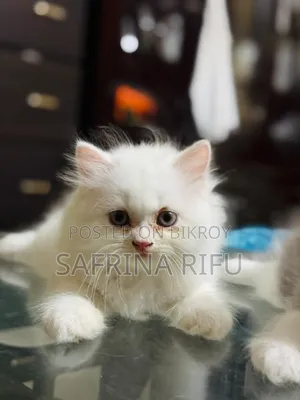 1-3 months Female Purebred Persian