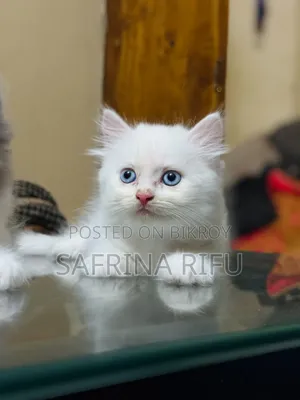 1-3 months Male Purebred Persian
