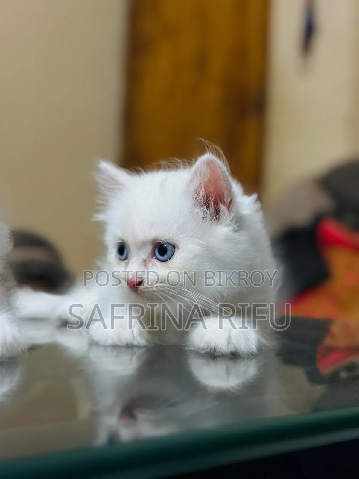 1-3 months Male Purebred Persian