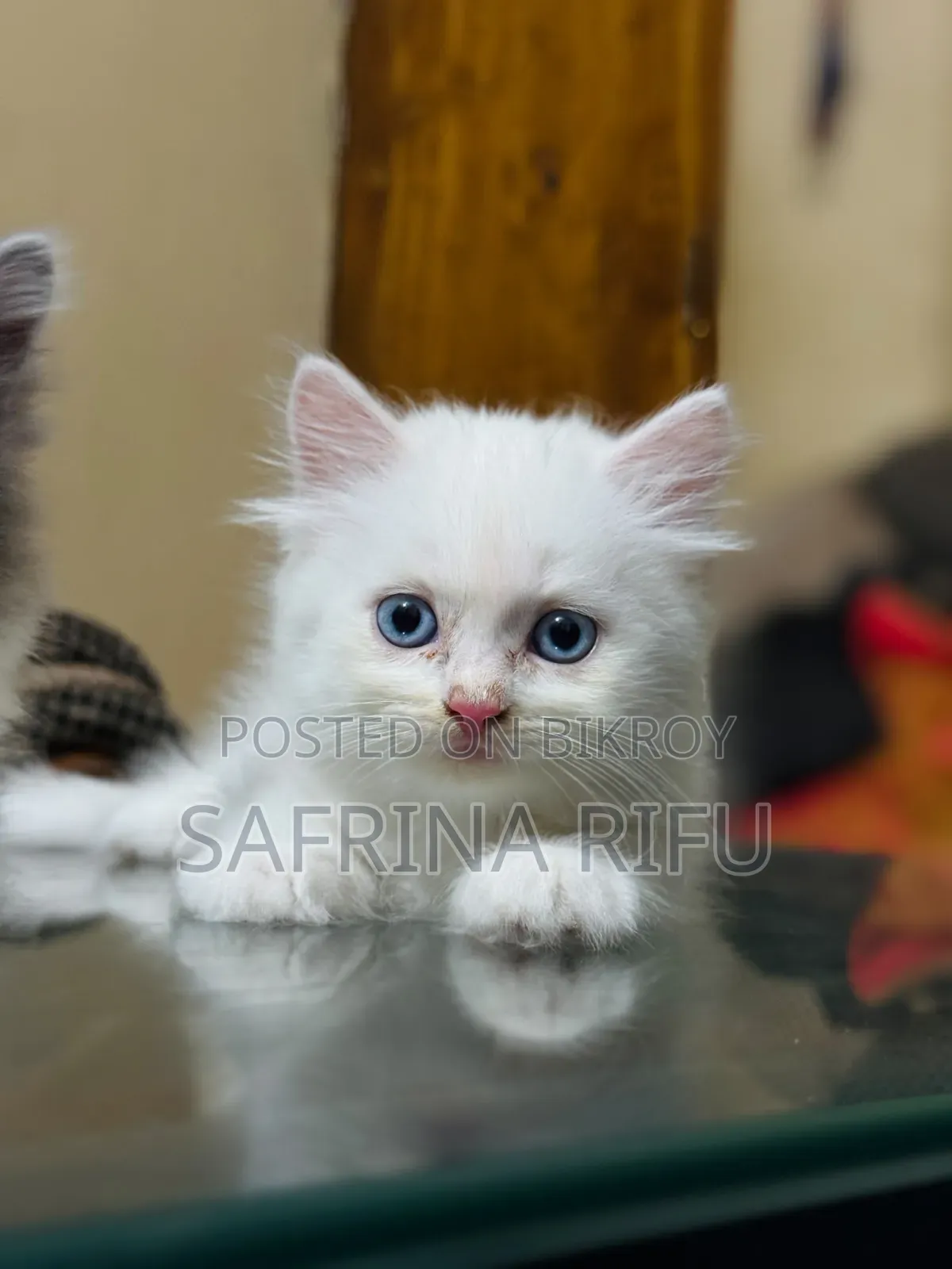 1-3 months Male Purebred Persian