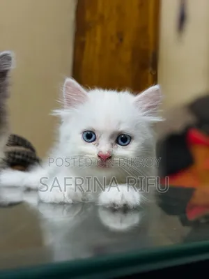 1-3 months Male Purebred Persian