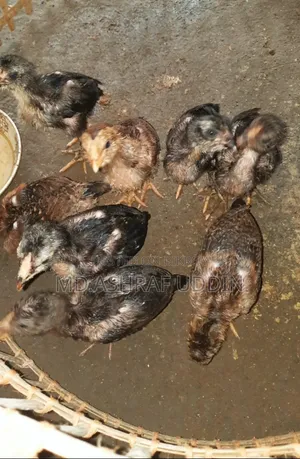 আসিল বাচ্চা