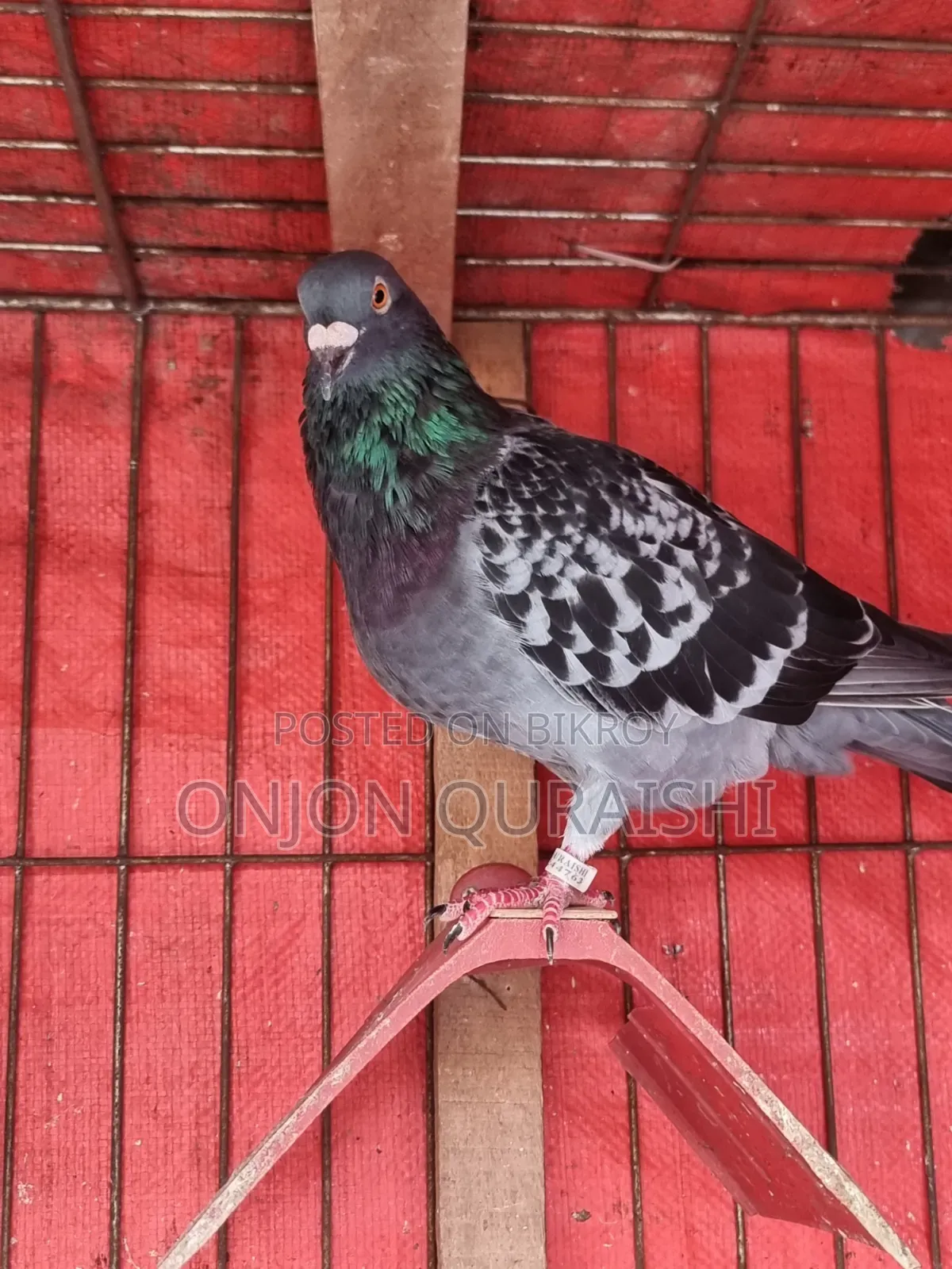 Racer Pigeons