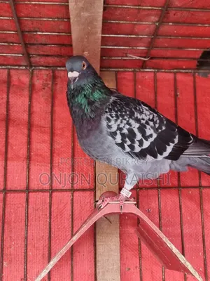 Racer Pigeons