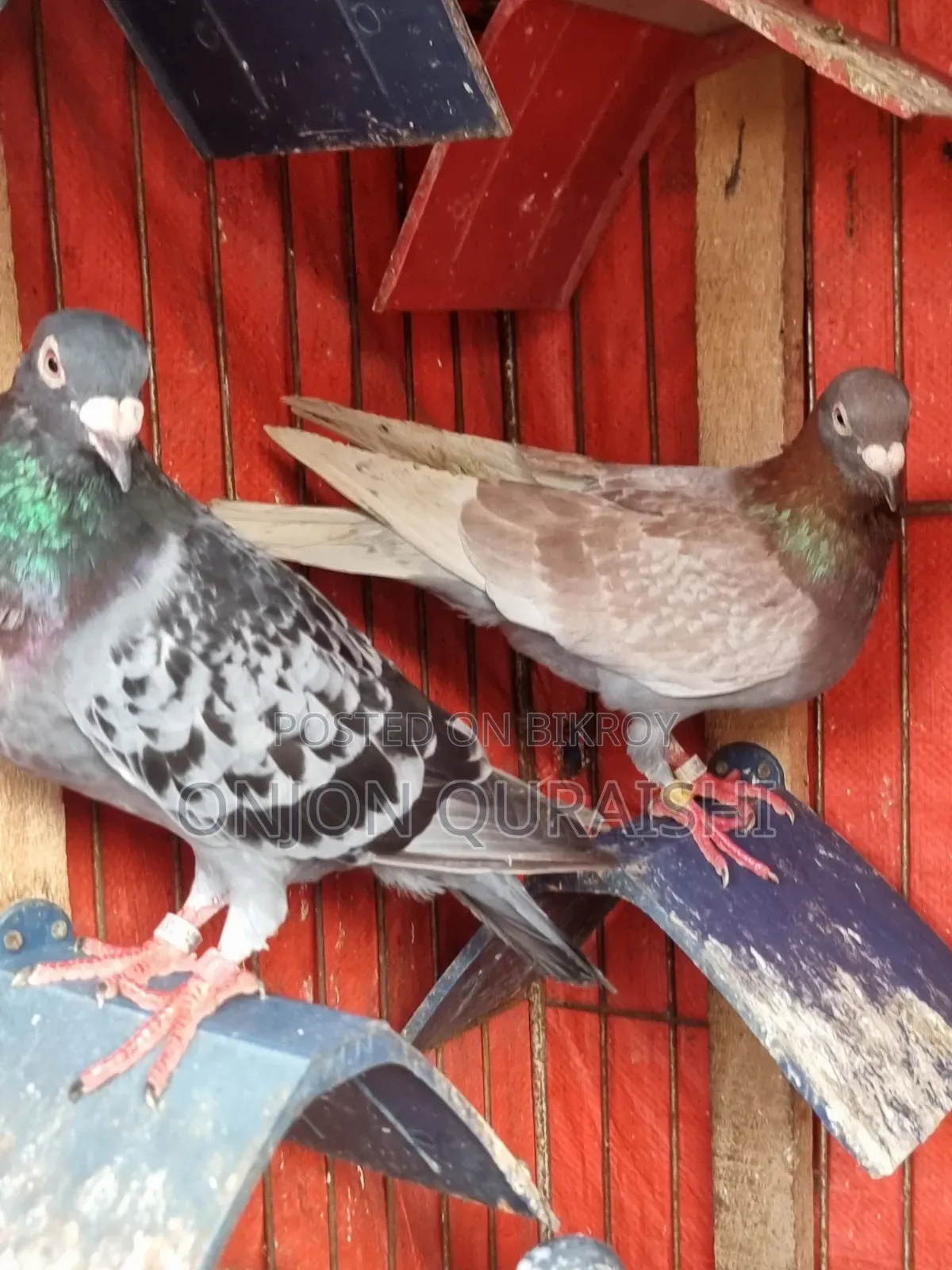 Racer Pigeons